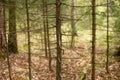 Dry and dead conifer trees in forest. Trunks of dry trees. Royalty Free Stock Photo