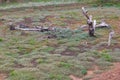 Dry, dead grass, stumps Royalty Free Stock Photo