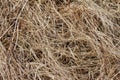 Dry dead grass Which is used as background