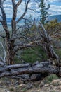 Dry dead gray bare trees with branches and root after fire. Felled tree lies on shore Baikal lake. Nature, landscape Royalty Free Stock Photo