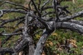 Dry dead gray tree branches after fire, felled, lies in grass of Baikal steppe