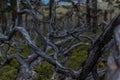 Dry dead gray winding curved tree branches after fire, backdrop of Siberia forest