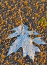 Dry dead leaf Royalty Free Stock Photo