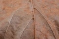 Dry dead leaf Royalty Free Stock Photo