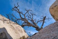 Dry dead leafless tree and huge jagged rocks at Joshua Tree National Park Royalty Free Stock Photo