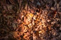 Dry dead leaves on the ground. Autumn background texture Royalty Free Stock Photo