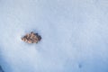 Dry dead oak leaf on fresh clean snow, winter forest on sun dawn, flatlay and deep shadows, outdoor active hobby for green tourism