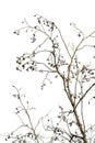 Dry dead plant on a white background. Branches of alder