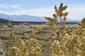 The dry dead plants in the basin Royalty Free Stock Photo