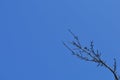 Dried tree branch against the blue sky