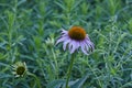 Dry dead purple flower in the park gardens