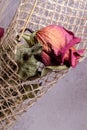 Dry dead rose flower on a web bouquet decoration Royalty Free Stock Photo