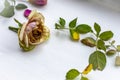 Dry dead rose and leaf isolated on white background Royalty Free Stock Photo