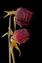 Dry dead roses