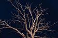 Dry dead tree at night Royalty Free Stock Photo