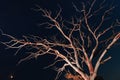 Dry dead tree at night Royalty Free Stock Photo