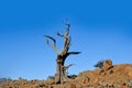 Dry Dead Tree in Day Forest National Park, ForÃÂªt du Day Djibouti, East Africa Royalty Free Stock Photo