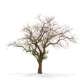 Dry Dead Tree Isolated On White