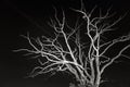 Dry dead tree at night Royalty Free Stock Photo