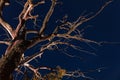 Dry dead tree at night Royalty Free Stock Photo