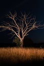 Dry dead tree at night Royalty Free Stock Photo