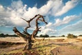 Dry dead tree over blue sky Royalty Free Stock Photo