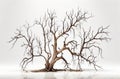 Dry dead tree over white backgrouned Royalty Free Stock Photo