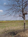 a dry and almost dead tree in a rice field that has been harvested Royalty Free Stock Photo