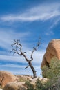 Dry dead tree and rocks on a sunny day at Joshua Tree National Park California Royalty Free Stock Photo