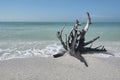 Dry dead tree root at beach on Sanibel Island Royalty Free Stock Photo