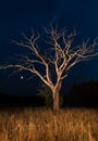 Dry dead tree at night Royalty Free Stock Photo