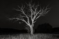 Dry dead tree at night Royalty Free Stock Photo
