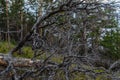 Dry dead tree with twisting branches after fire, felled, lies in light grass. Green pine trees forest background. Baikal