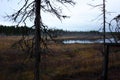 Dry dead trees after forest fire in Sweden Royalty Free Stock Photo