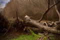 Dry, dead trees scattered across a barren landscape