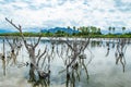 Dry dead trees in the swamp and sky with clouds beautiful. Royalty Free Stock Photo