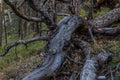 Dry dead twisting curves tree after fire, felled, lies in light grass. Green pine trees forest background. Baikal