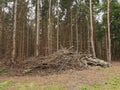 Dry and dead wood in the forest, Germany Royalty Free Stock Photo