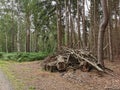 Dry and dead wood in the forest, Germany Royalty Free Stock Photo