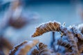 Dry dead yellow leaves in a hedge with ice crystals.. Royalty Free Stock Photo