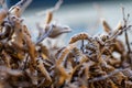 Dry dead yellow leaves in a hedge with ice crystals Royalty Free Stock Photo