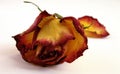 Dry Decaying Rose Royalty Free Stock Photo
