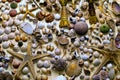 Dry Decorative Seashells