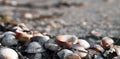 Dry Decorative Seashells