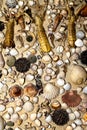 Dry Decorative Seashells