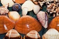 Dry Decorative Seashells