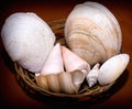 Dry Decorative Seashells