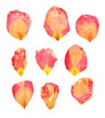 Dry delicate petals of pressed red and yellow rose