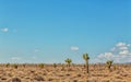 Dry desert and cactus Royalty Free Stock Photo