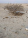 Dry Desert Plant
